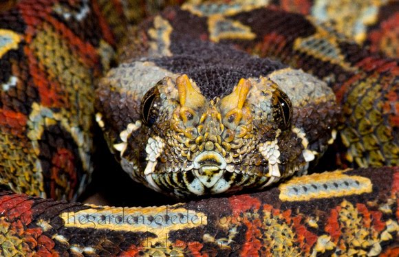 rhinoceros viper for sale rhinoceros viper for sale