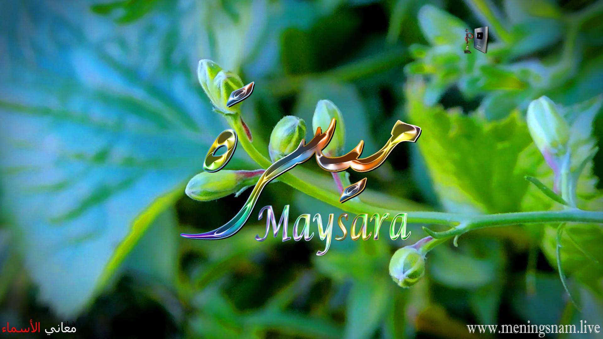 معنى اسم, ميسرة, وصفات حاملة, و حامل, هذا الاسم, Maysara,
