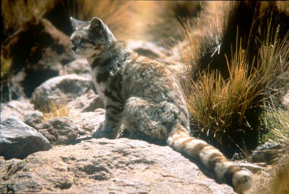Gato Andino (Leopardus jacobita)