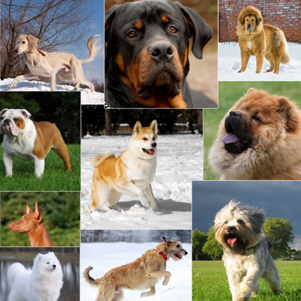Top 10 Most Expensive Dog Breeds OnTopStuff
