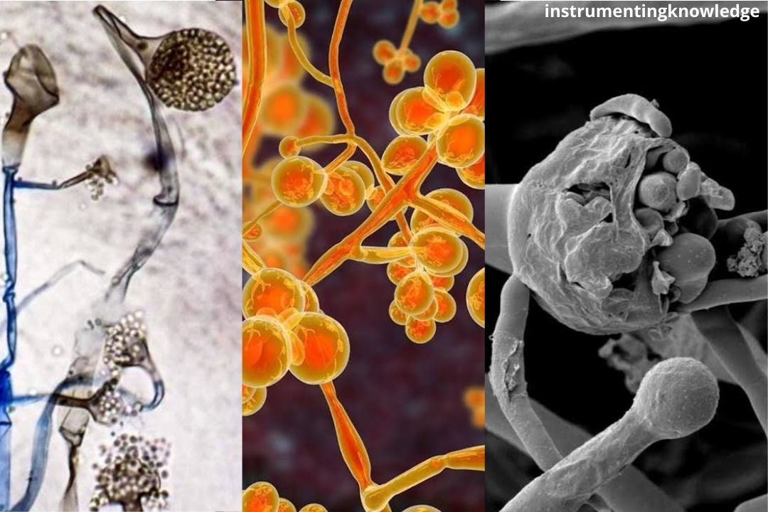 Is Black Fungus, White Fungus, Yellow Fungus Are More Dangerous