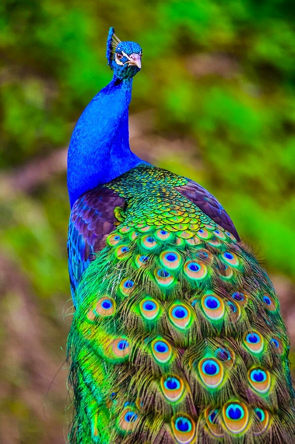 black-sunshine-peacock-colours