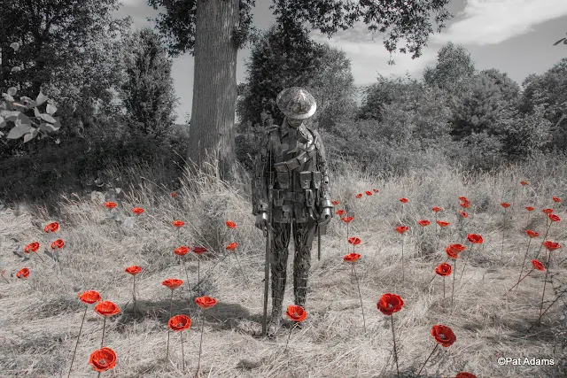  "The Unknown Soldier"   - The stunning commemorative display at RHS Garden Rosemoor (2018) - Photo Pat Adams North Devon Focus