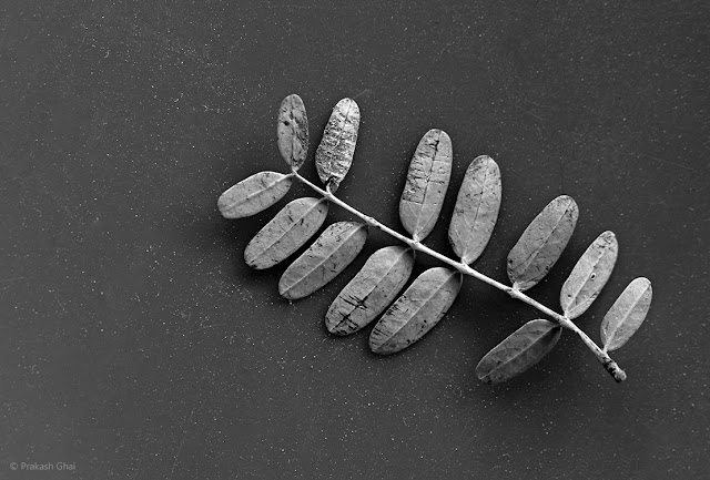 A Black and White Minimalist Photo of the Stem of a plant with Misssing Leaves.