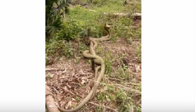 dua ular king kobra besar di perkebunan