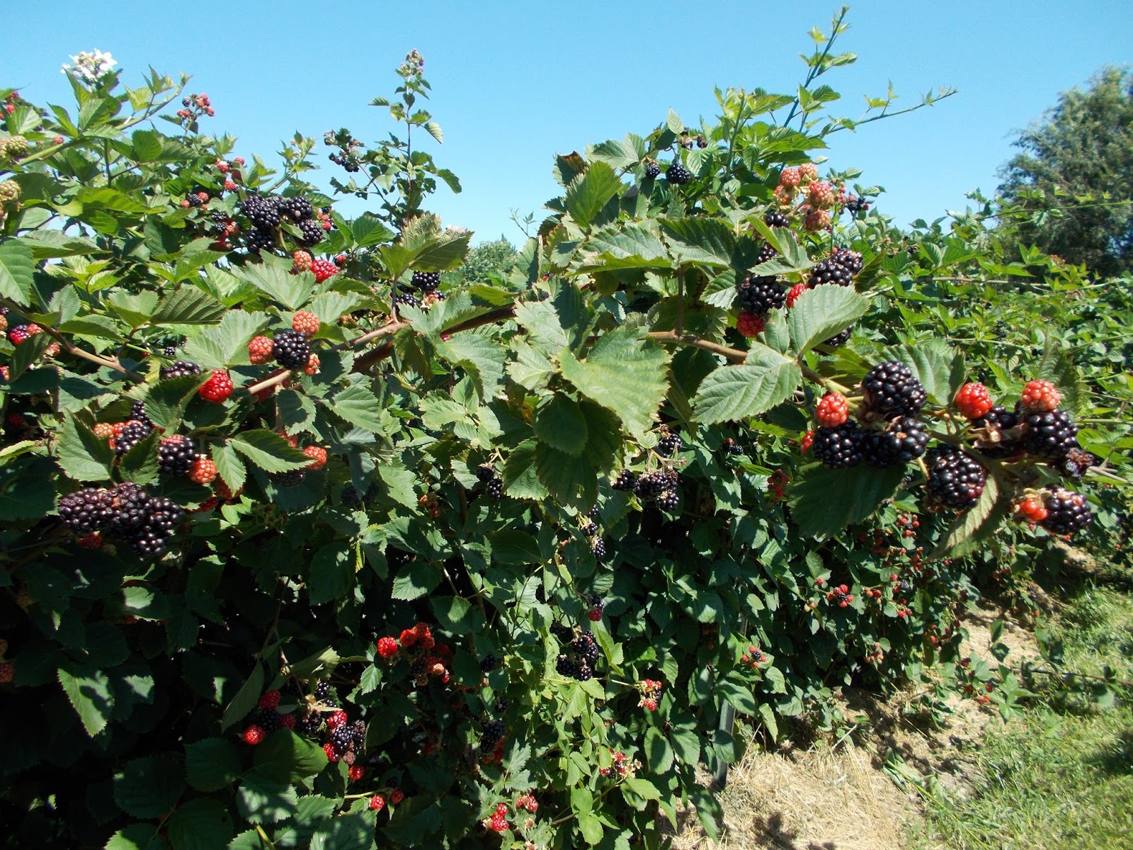 Brenda's Berries & Orchards Four Thornless Blackberry Varieties Ripe Now