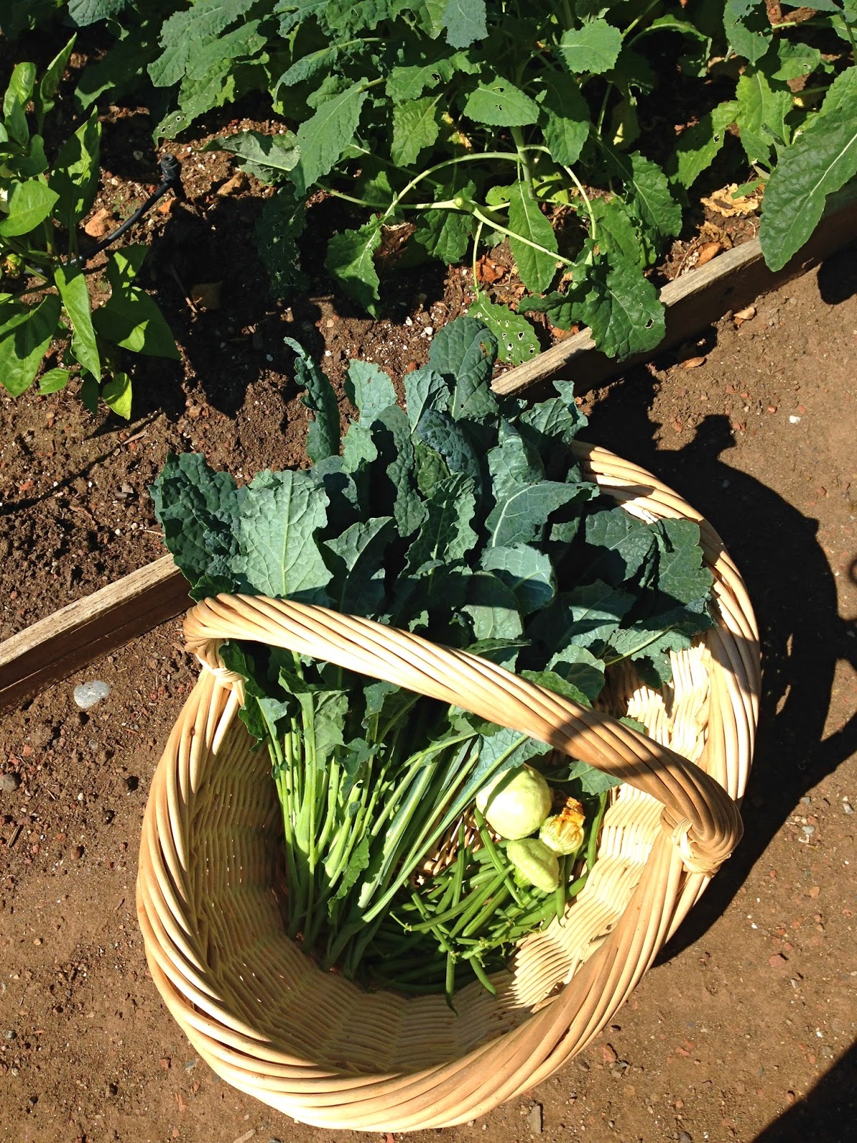 how does your garden grow? Knitionary