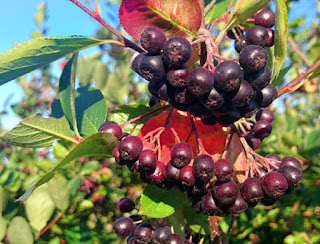 aronia ze spirytusem, nalewka aroniowa, nalewka na aronii, nalewka z aronii, przepis na nalewkę z aronii, składniki nalewki z aronii, 