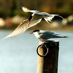 migration birds longest arctic migrate distance tern wonderful bird pattern toivo toivanen tiina species