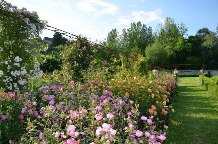 Rosas inglesas en una abadía francesa. Rosaleda David Austin en Abbaye de Morienval, Francia