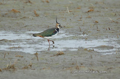 Fredeluga (Vanellus vanellus)