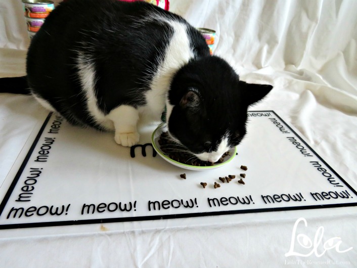 Lola The Rescued Cat Feed Your Cat Holistic Health Extension For