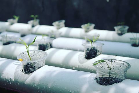 Pengetahuan Dasar Bertanam Hidroponik Untuk Pemula Sahabat Tani