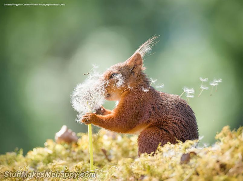 Comedy Wildlife Photography Awards 2019 Contest Winners - Funny Animal Pictures