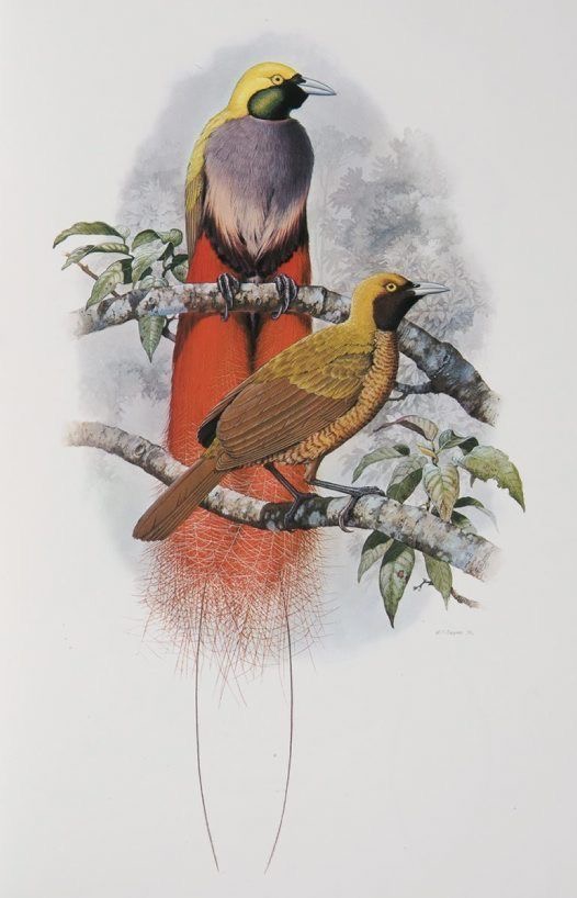 Ornitologia Arte Conceitual