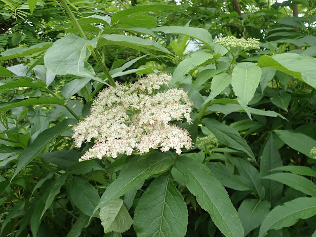 Sambucus nigra Sambucus nigra