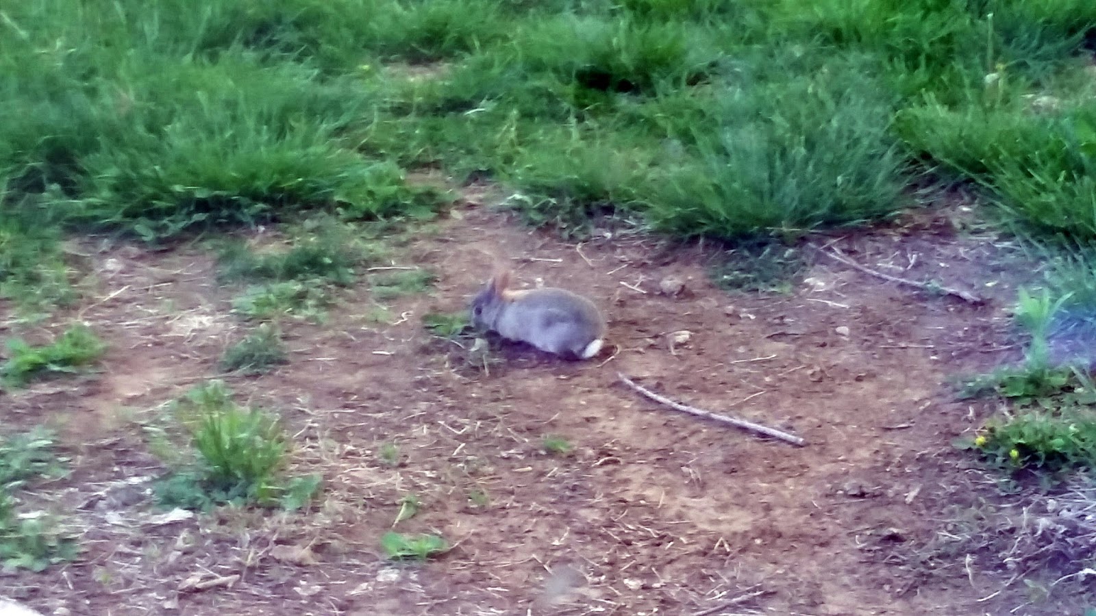 περιπλάνηση Baby Bunny Zoomies