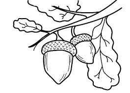 Acorn coloring pages 5