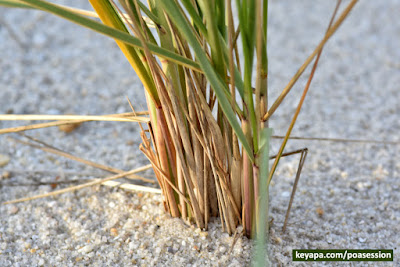 American Beach Grass - Ammophila breviligulata
