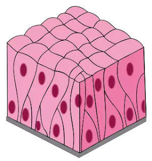 Jaringan terdiri dari sel-sel kolumnar yang tinggi dan memanjang. Ujung sel kolumnar terdiri dari silia. Di antara sel-sel kolumnar sederhana, ada sel-sel kecil yang tidak memiliki struktur bersilia. Setiap sel mengandung inti berbentuk oval.