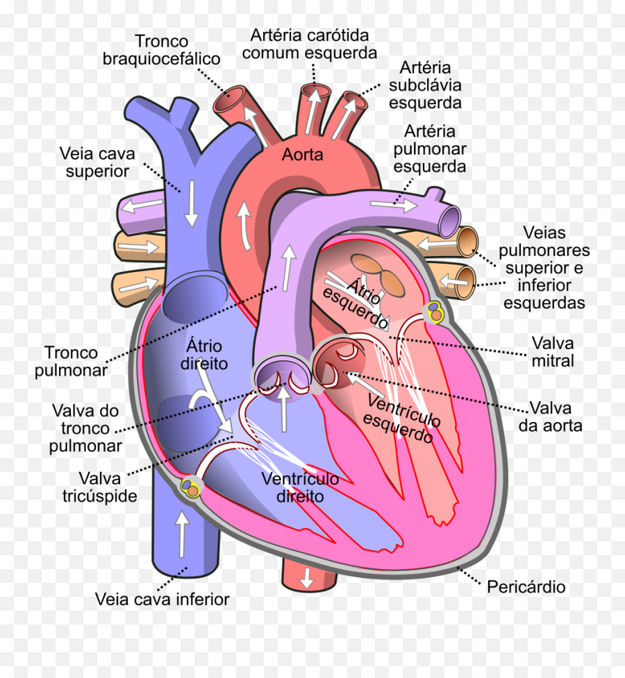 Строение сердца человека схема. Строение человеческого сердца схема. Строение сердца с клапанами схема. Строение сердца легочный клапан. Сколько вен в левом предсердии