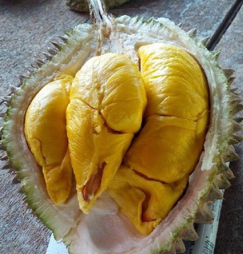 Bibit Durian Musang King Kaki Tiga Tangerang Selatan