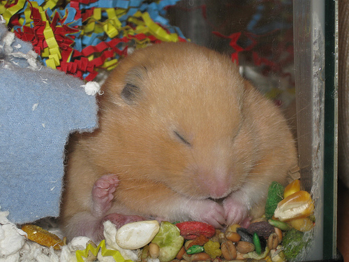 Спящий хомячок картинки