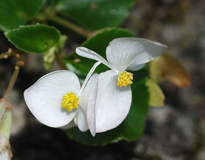 Begonia semperflorens, planta de cultivo muy fácil.