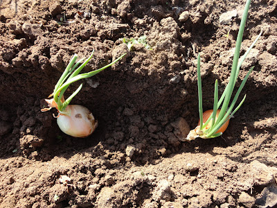 CEBOLLAS BROTADAS - CEBOLLAS ESCALONAS COLOCADAS EN EL SURCO DE LA HUERTA