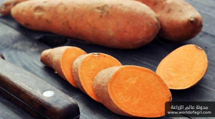 فوائد البطاطا الحلوة لجسم وصحة الإنسان - عالم الزراعة