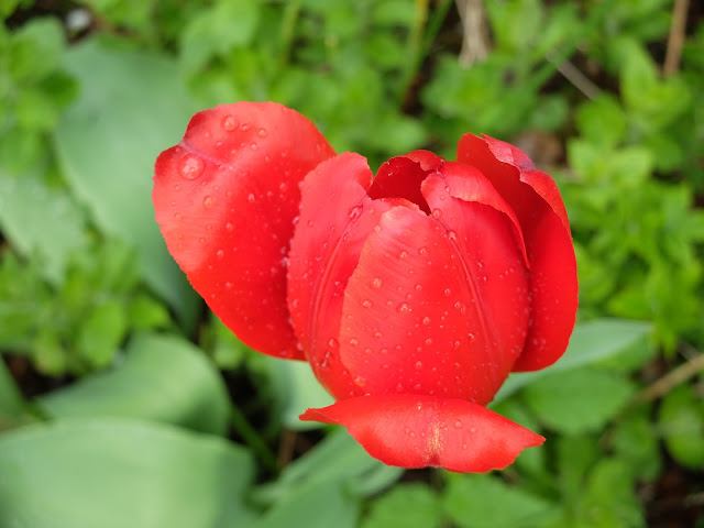 oliwia-blawat-red-flower