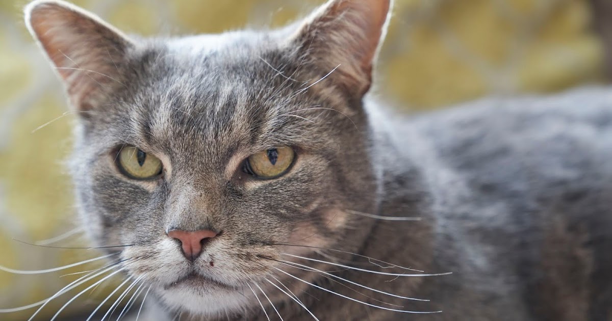 Online Cat. Author and Behaviourist. Litter tray problems are