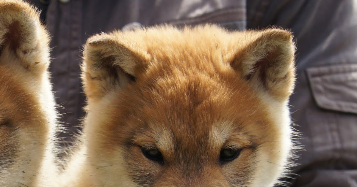 四国犬の子犬・里親募集 Shikoku Puppy Available