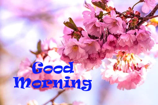Latest Best Good Morning Wishes