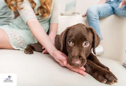 How does dog's misused by man : How to help