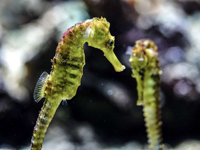 Kuda Laut Bertelur Atau Beranak / Jenis ikan laut dangkal
