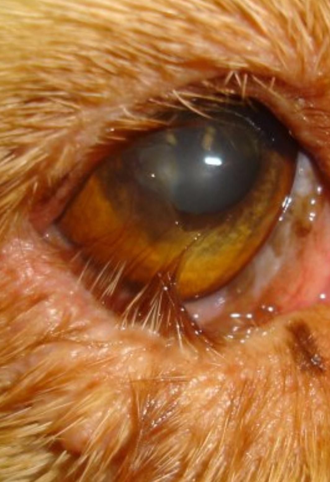 Entropion in Dogs Know The Signs and The Treatment