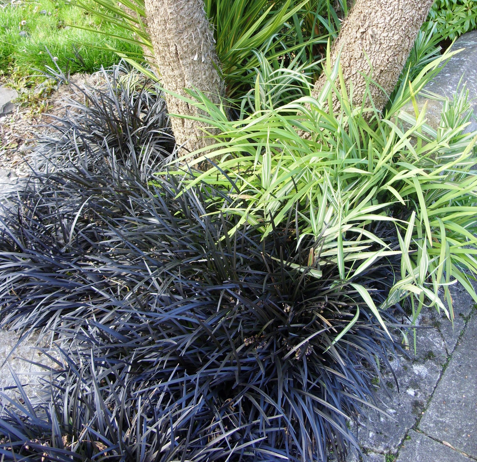 Kelli's Northern Ireland Garden Winter Grasses