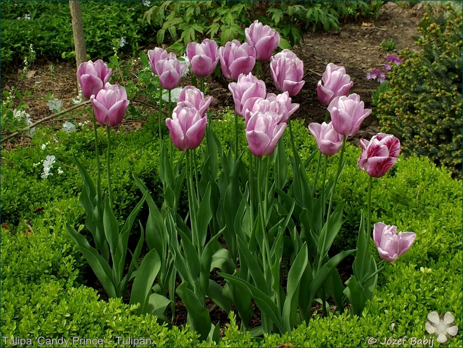 Tulipa 'Candy Prince' - Tulipan 'Candy Prince' 