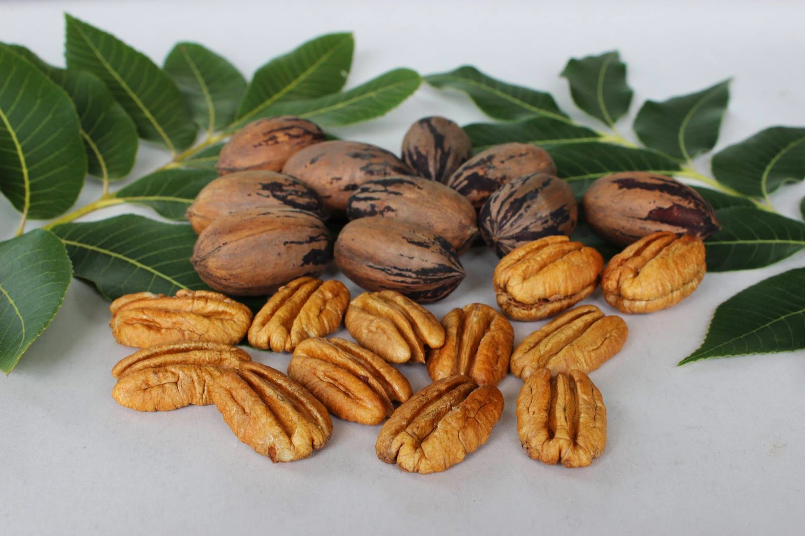 Daleys Fruit Tree Blog Pecan Nut Tree Harvest Time Mohawks
