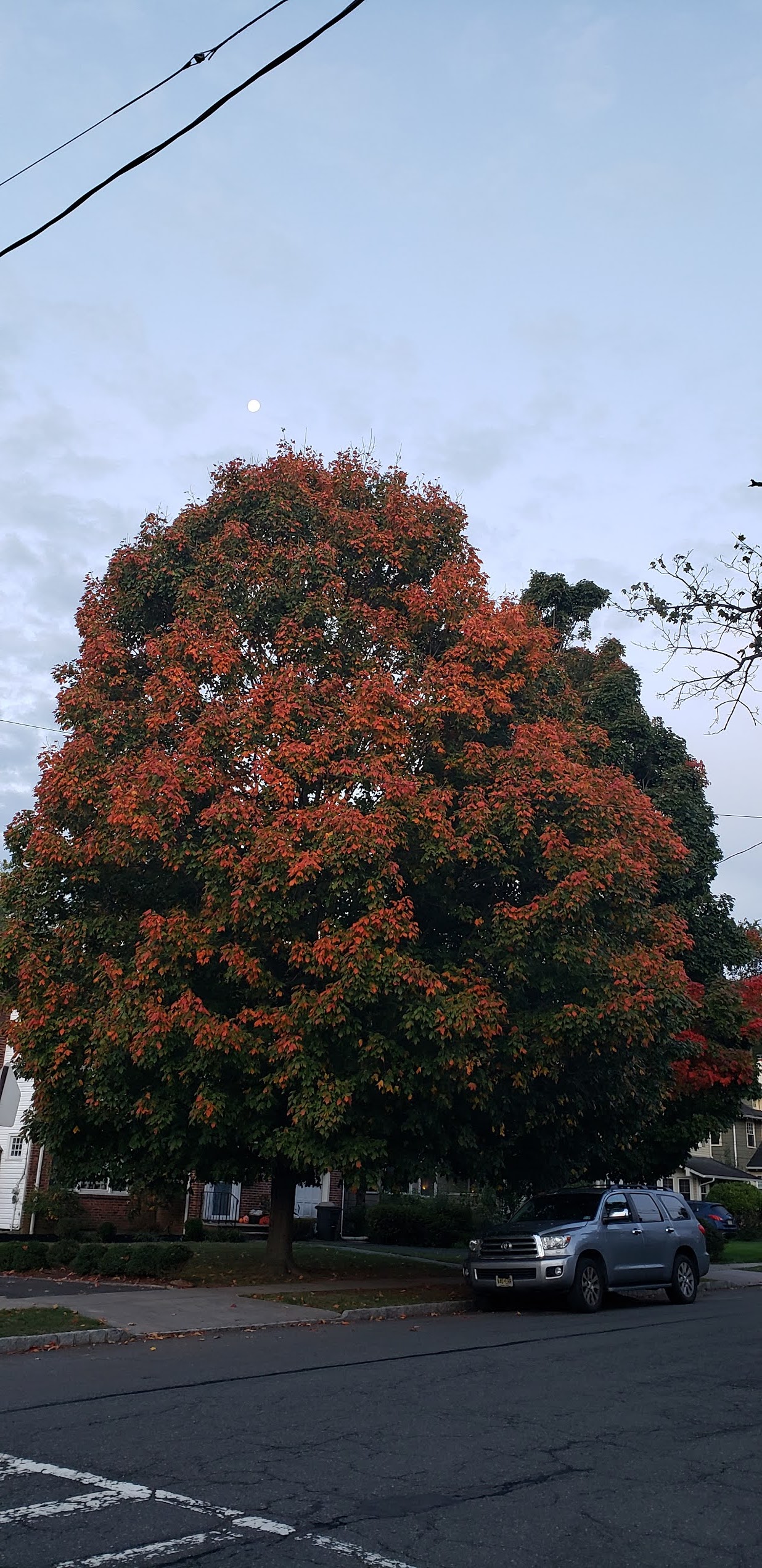 Run Yijoo Run Virtual NYC Marathon 을 위한 훈련 시작 9 마일!