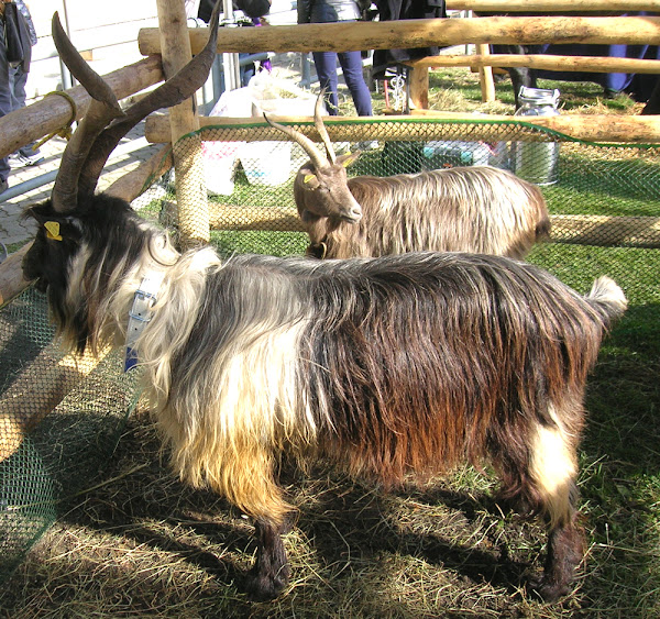 orobica goat, orobica goats, about orobica goat, orobica goat breed, orobica goat breed info, orobica goat breed facts, orobica goat breeders, orobica goat behavior, orobica goat color, orobica goat care, orobica goat coat color, orobica goat characteristics, orobica goat color varieties, orobica goat facts, orobica goat for milk, orobica goat for meat, orobica goat farms, orobica goat farming, orobica goat history, orobica goat info, orobica goat information, orobica goat meat, orobica goat milk, orobica goat milk production, orobica goat origin, orobica goat photo, orobica goat pictures, orobica goat personality, raising orobica goat, orobica goat size, orobica goat temperament, orobica goat uses, orobica goat varieties, orobica goat weight