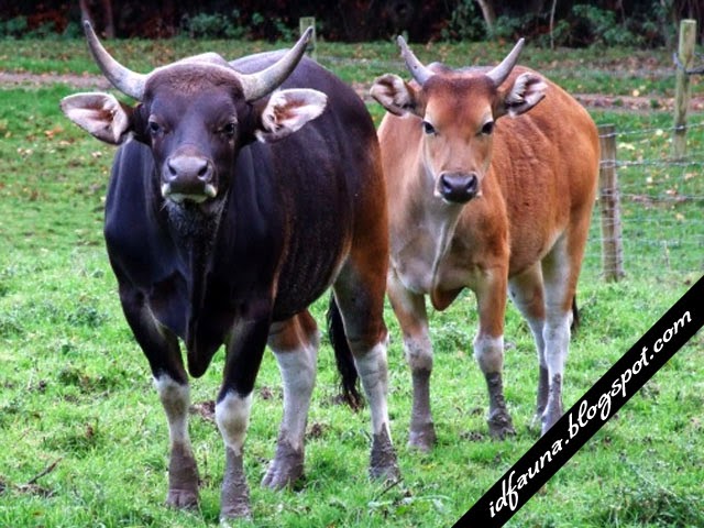Banteng Jawa Binatang Khas Pulau Jawa ID Fauna Banteng Jawa Binatang Khas Pulau Jawa ID Fauna