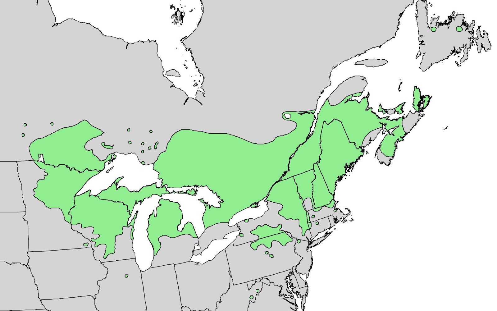 Replant.ca Environmental The Norway Pine tree (Pinus resinosa)