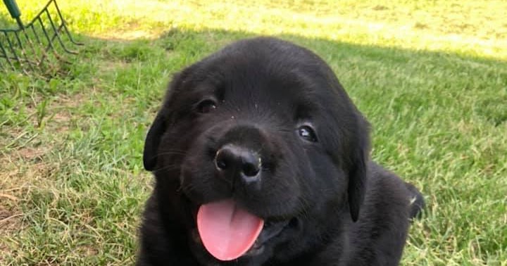 Best of the Hill Labs: One Pet To be had!