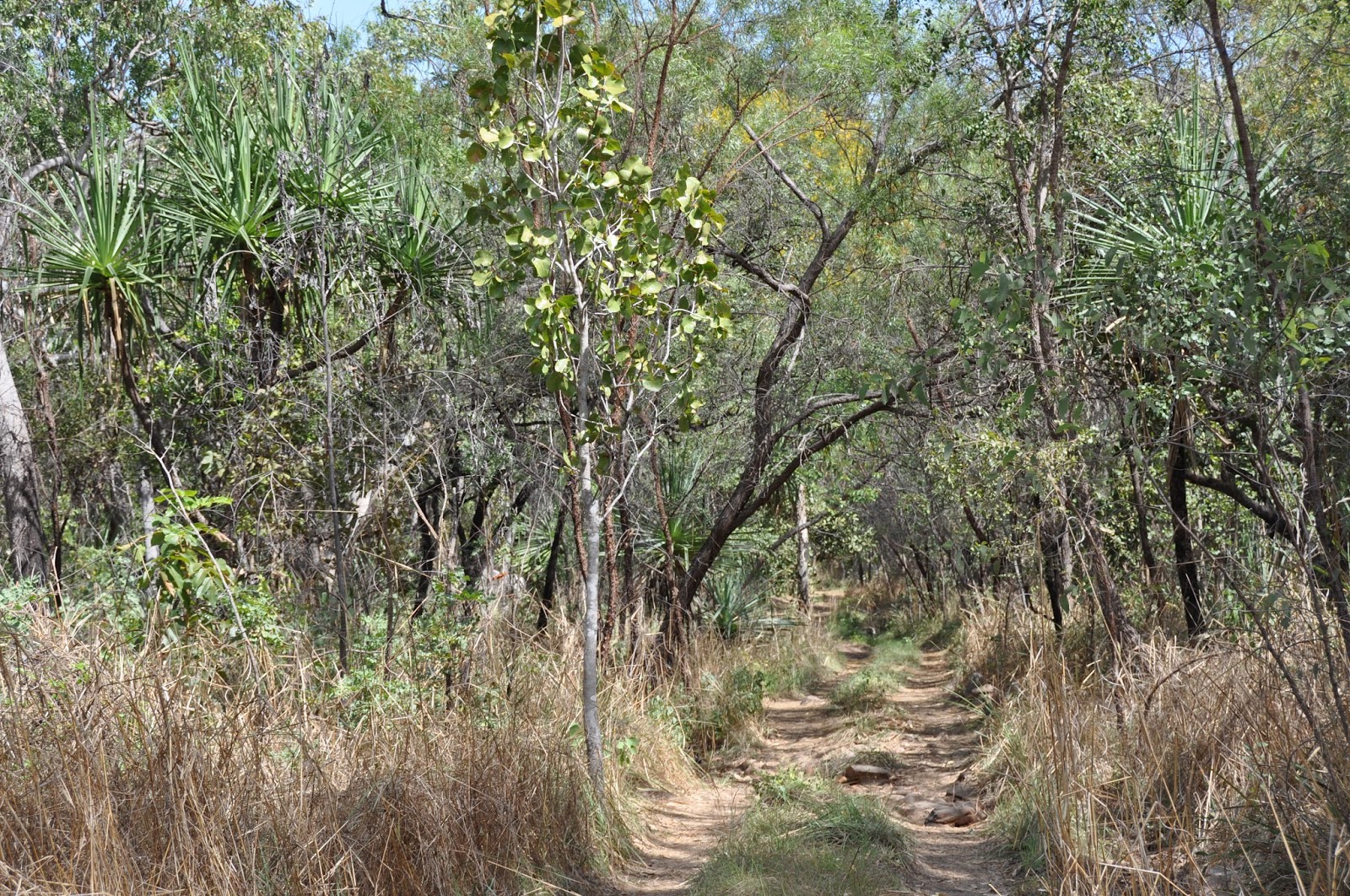 BarbaraTVan: BARBARA'S KIMBERLEY ADVENTURE - THE GIBB RIVER ROAD TO ...