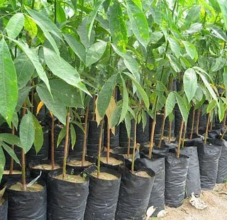 Cara Pembibitan Tanaman Karet Dengan Polybag - Lim Corporation