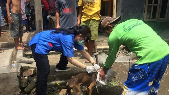 Waspada Rabies! 32 Orang Sudah Jadi Korban, Segera Vaksin Hewan Peliharaan Anda