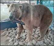 Houston B.C. 975 Pound Hungry Hill Grizzly Bear