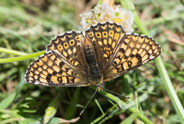 Glanville Fritillary - Isle of Wight Glanville Fritillary - Isle of Wight